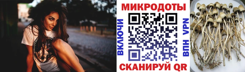 Псилоцибиновые грибы прущие грибы Гуково
